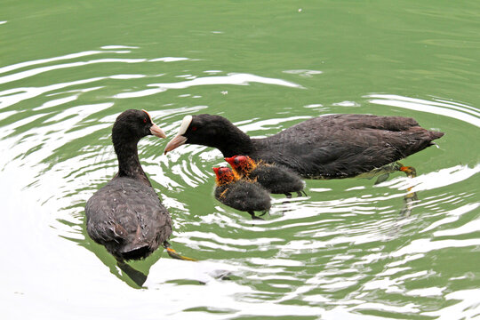 tenera coppia di folaghe (Fulica atra) con due pulcini