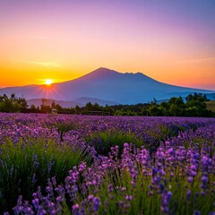Lush lavender field at sunrise, mountain backdrop