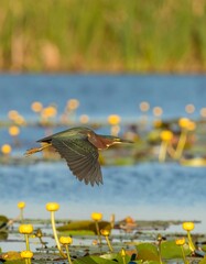 Bird in flight over a marsh