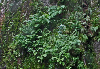 parete con felci; Val di Cembra, Trentino