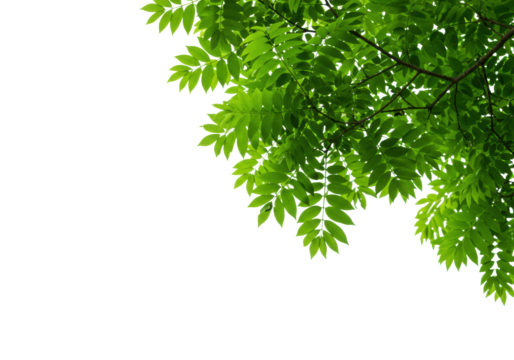 Photorealistic close-up of vibrant green leaves on a tree branch, crisp, isolated on a pristine transparent background with copy space for corporate responsibility concept