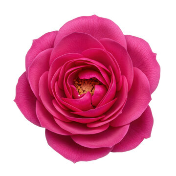 Vibrant fuchsia rose bloom perfectly opened, layered petals and pollen-dusted core, isolated on transparent with copy space, soft light. Natural elegance concept