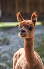 Brown alpaca staring attentively in shaded enclosure.