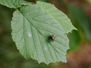 A green hazel leaf with a shiny green fly on it.
