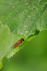 A detail of a hoverfly on a green leaf.
