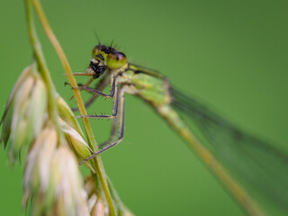 A detail of a Siberian Winter Damselfly on a plant part, eating its prey.

