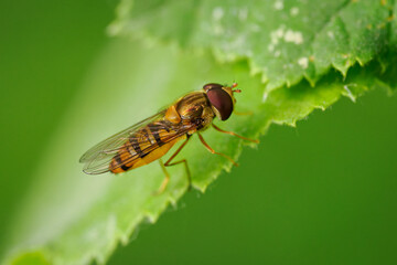 A detail of a hoverfly on a green leaf.
