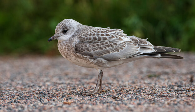 Young seagull standing on gravel ground outdoors.