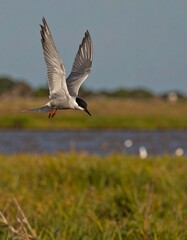 Bird in flight over water