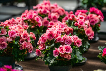 Cluster of bright pink begonia flowers indoors.