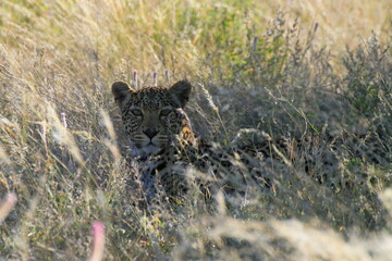 Leopard in Etosha, Namibia