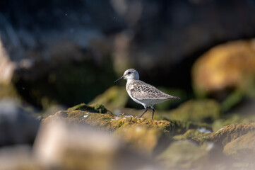 sanderling bird on rocks