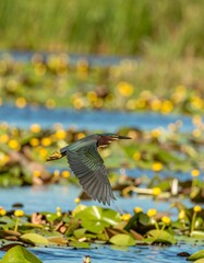 Bird in flight over water lilies