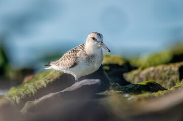 sanderling bird on rocks