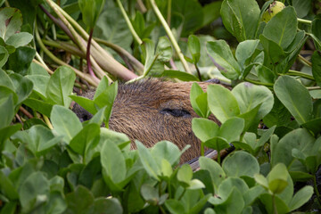 Capybara peeking through the foliage whilst lounging in the water