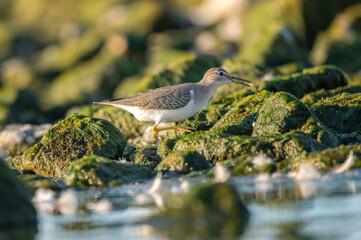 sanderling bird on rocks