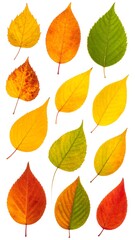Fototapeta premium A vibrant arrangement of autumn leaves, showcasing a range of warm colors and leaf shapes against a clean white backdrop.