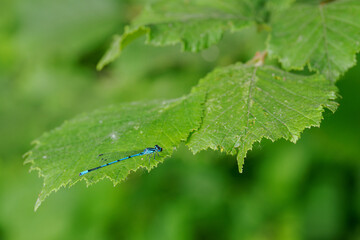 A beautiful damselfly sitting on a green hazel leaf.
