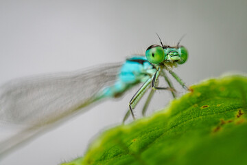 A detail of the head and eyes of a damselfly on a plant.
