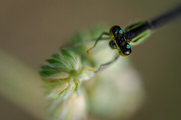 A detail of the head and eyes of a damselfly on a plant.
