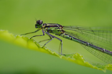 A beautiful damselfly sitting on a green hazel leaf.
