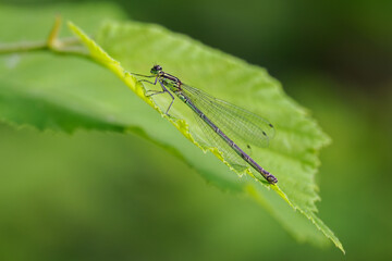 A beautiful damselfly sitting on a green hazel leaf.
