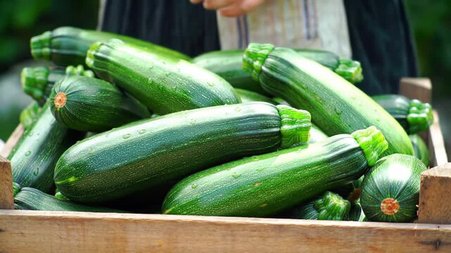 Fresh zucchini produce harvest