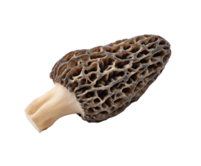 Delicious morel mushroom, a culinary delicacy, perfect for gourmet dishes, upscale restaurant menus, and adding a touch of elegance to any food-related project