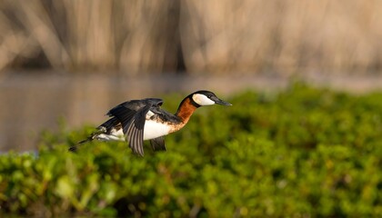 Bird in flight over water plants