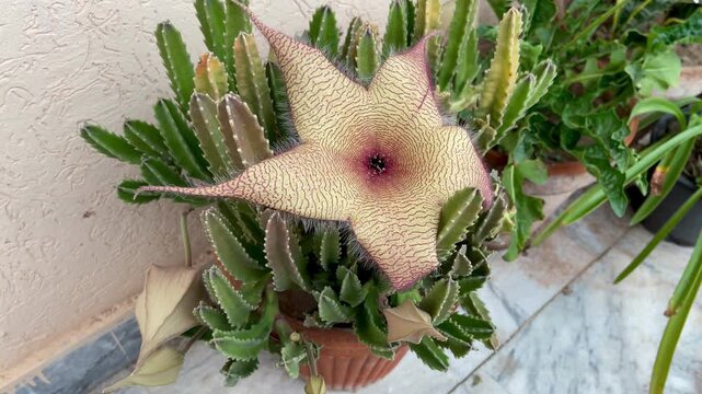 Closeup motion clip of an exotic succulent plant, Stapelia gigantea, displaying its unique star-shaped flower.
