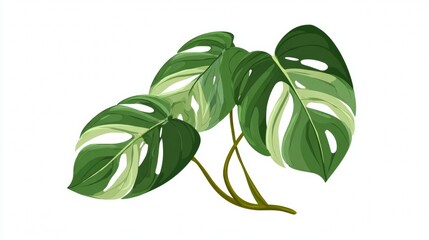 Tropical Monstera Deliciosa Leaves on White Background.