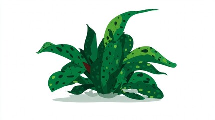 Tropical green plant with spotted leaves on white background.