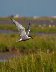 Bird in Flight over Wetlands