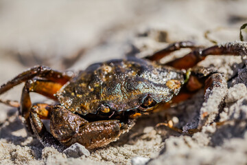 Stillness and strength-this crab embodies the quiet resilience of the shoreline.