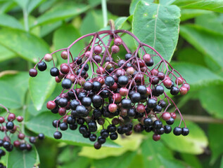 Bunch of elderberries with ripe berries