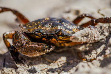 The crab rests, half-hidden, yet its watchful eyes catch every shimmer of the Baltic waves.