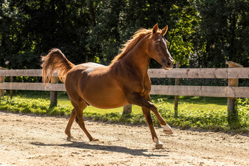 Arabian Lewitzer cross dark chestnut horse galloping on riding arena