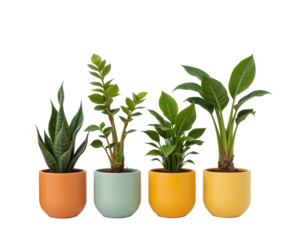 Four Colorful Potted Plants in Decorative Containers for Home Decor
