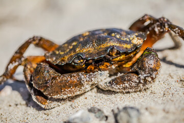 Sand-dusted claws poised, the crab wears the beach as part of its armor.