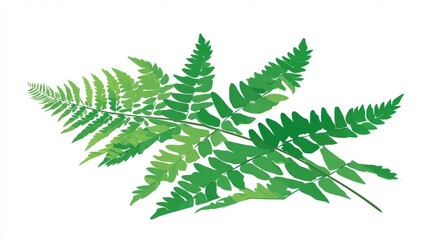 Detailed illustration of multiple green fern fronds on a white background.