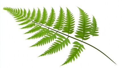 A fresh green fern leaf frond with natural botanical patterns is isolated on a white background, showcasing the tropical foliage and organic growth of this forest plant