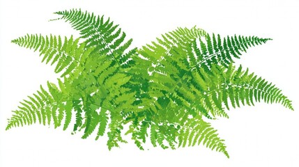 Isolated green fern frond with a detailed tropical foliage pattern, featuring fresh spring growth and forest texture as a botanical plant leaf branch on a white background