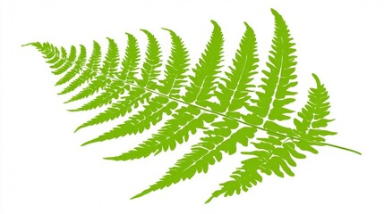 A vibrant green tropical fern leaf frond with lush botanical foliage and a natural growth pattern is isolated on a white background for a clean close-up of springtime nature