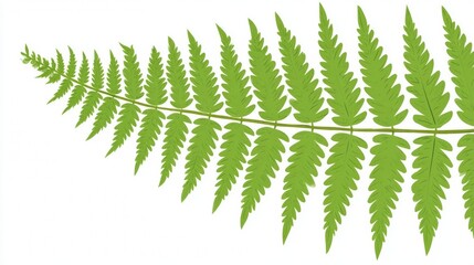 Fresh green fern leaves and botanical fronds isolated on white background illustrate natural forest foliage and spring growth in this macro tropical plant pattern