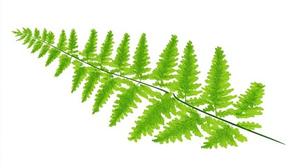 Green fern frond with lush spring leaves and forest foliage isolated on a white background as a nature plant decoration