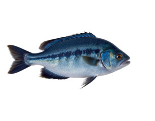 Fototapeta premium Vibrant Blue Freshwater Fish Swimming in Clear Water Environment