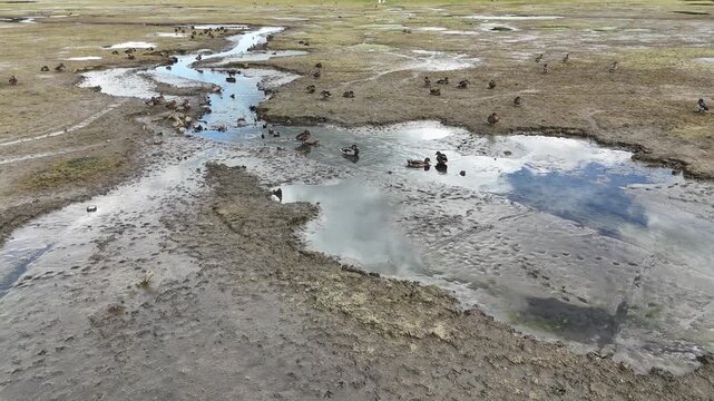 Ass&egrave;chement d'un plan d'eau, les canards sauvages cherchent les petites vasques d'eau restantes pour se nourrir et se baigner.
