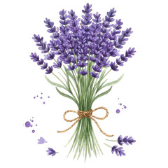 Obraz premium Purple Lavender Bouquet with Twine Tied on a Transparent Background: Detailed Watercolor Illustration of Fresh Lavender Flowers, Botanical Floral