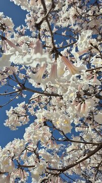 Lindos galhos de ip&ecirc; branco muito frondoso e florido com c&eacute;u azul.