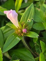Spanish needle flower blooming in natural setting Bradenton Fl. 07/2025